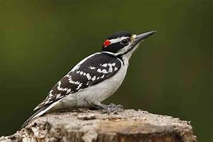 Woodpecker Species