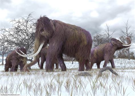 Woolly Mammoth