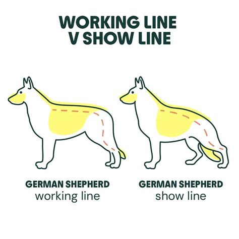 Working Line vs. Show Line (More Important than Color)