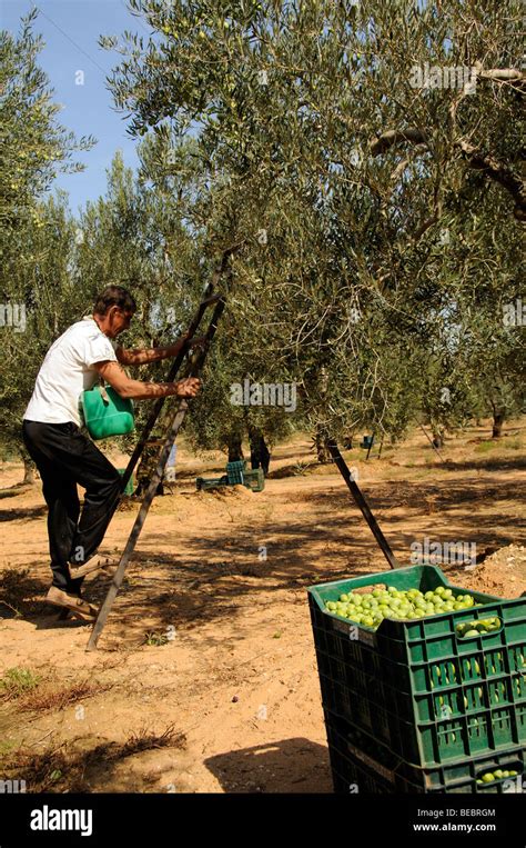Working Olive Farm
