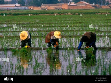 Working Rice Paddies