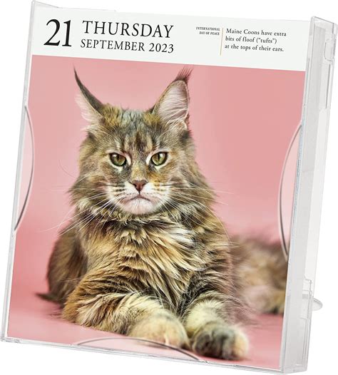 Calendar january 2023 cats