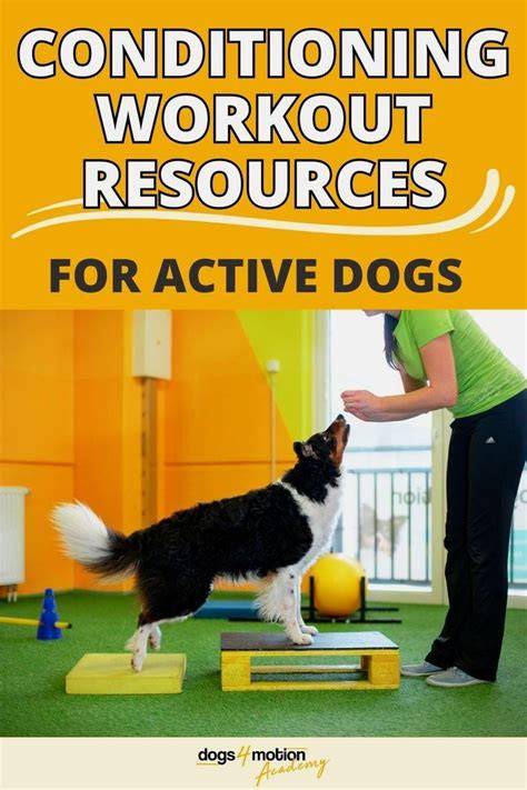 Workout Ideas for Low-Energy Dogs