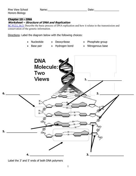 Worksheet Structure Of Dna And Replication