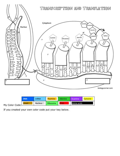 Worksheet Colored Dna Coloring Transcription And Translation