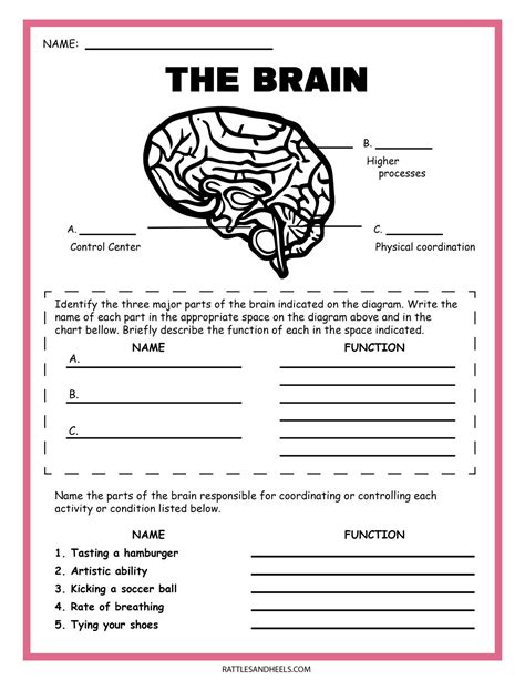 Worksheet For Nervous System