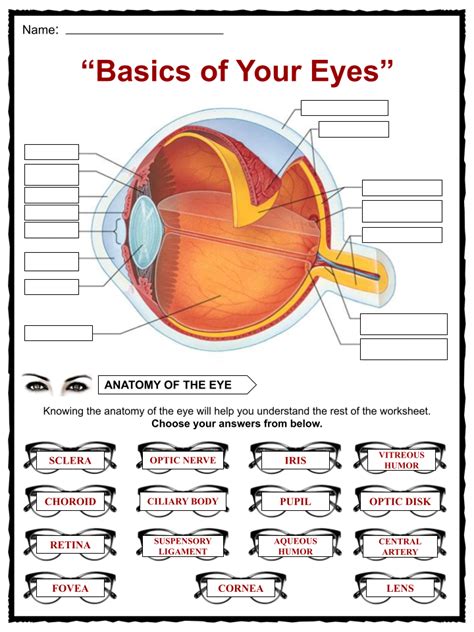 Worksheet Parts Of The Eye