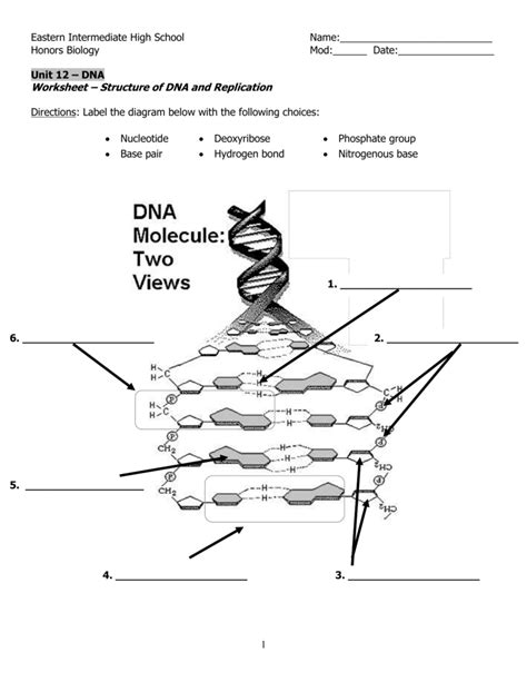 Worksheet Structure Of Dna And Replication