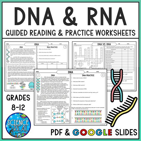 Worksheet on DNA and RNA