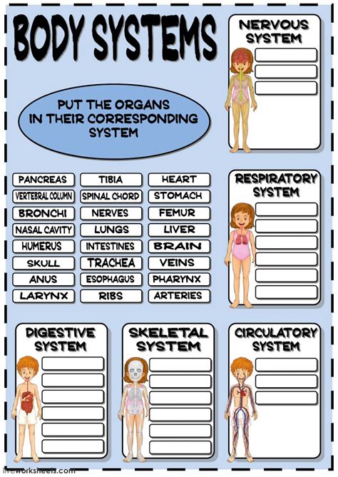 Worksheets On Body Systems