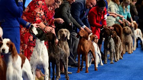 World Famous Dogs Shows