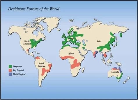 temperate deciduous forest ecology Britannica