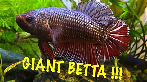 World Record Biggest Betta