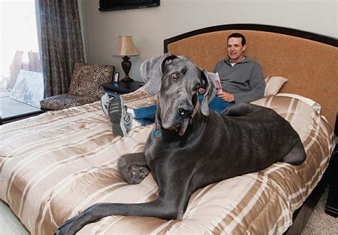 Rocko the 167lb Great Dane is vying for the title of the world's