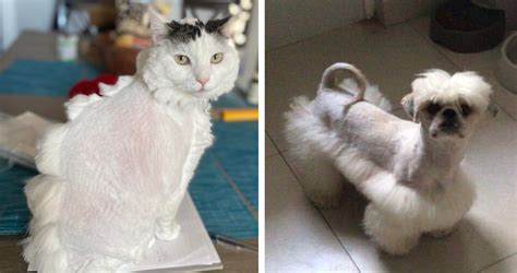 Worst Animal Haircuts
