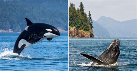 Worth Whale Watching