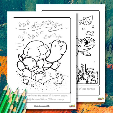 Wwwcoloring Pages Kidscom Turtle Factors
