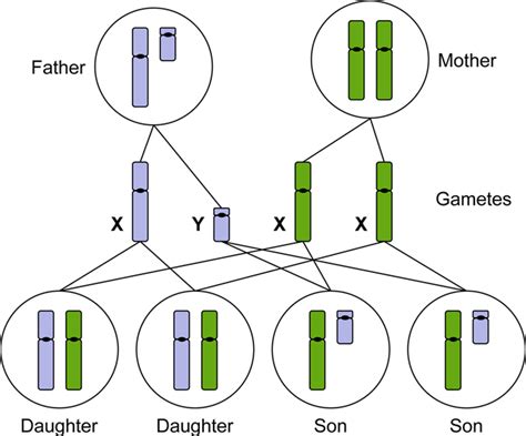 X And Y Chromosome Chart