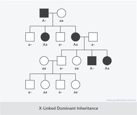X Linked Pedigree Chart