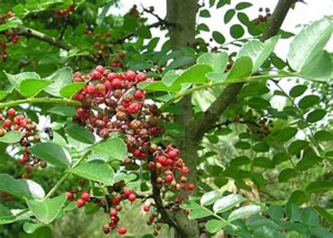 Xanthoxylum in Homeopathic Practice