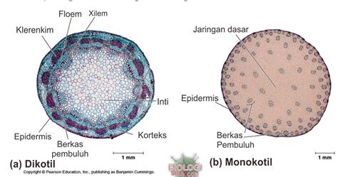 Xilem dan Floem pada Batang Dikotil: Keajaiban di Dalamnya