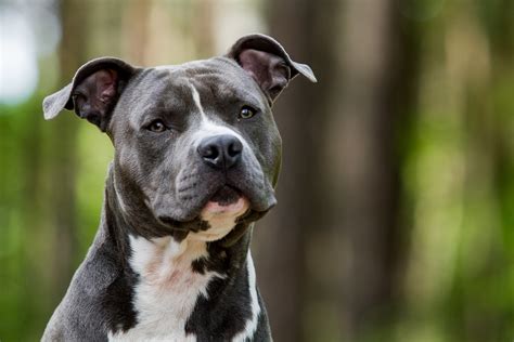 The Xl American Staffordshire Terrier: A Unique Breed