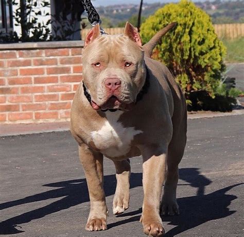 Xl American Bully Puppies For Sale: Your New Best Friend