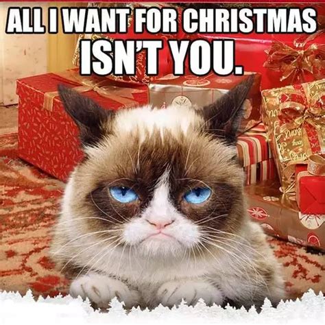 Xmas Grumpy Cat Christmas Memes