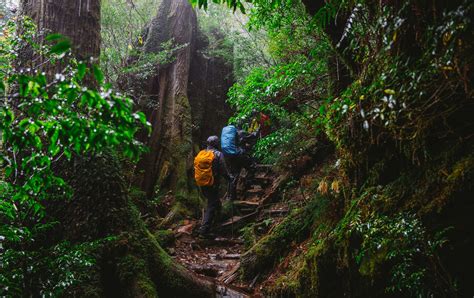 Yakushima Local Guides