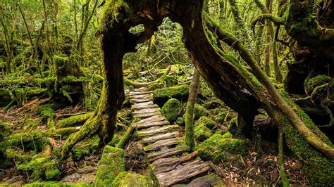 Yakushima Forest
