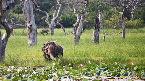 Yala National Park Expectations