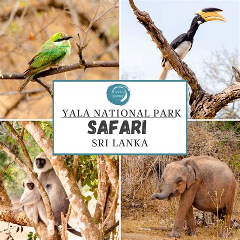 Yala Safari Challenges