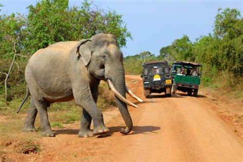 Yala Safari Tour