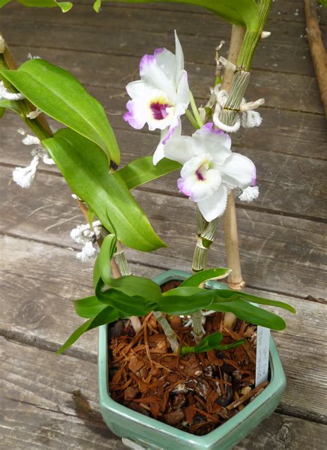 Yamamoto Dendrobiums