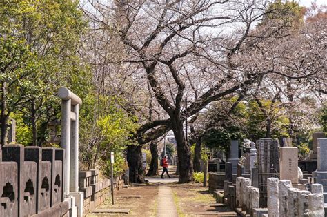 Yanaka Cemetery