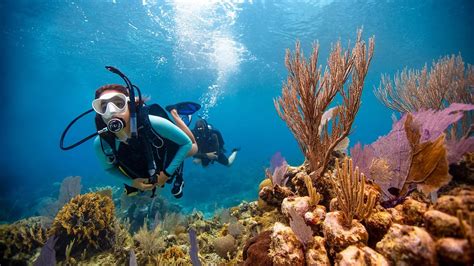 Yanbu Diving Marine Life
