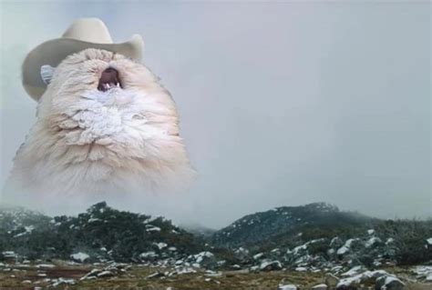Yelling Cowboy Cat Meme