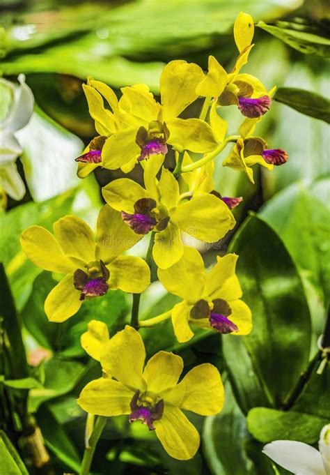 Yellow And Purple Orchids
