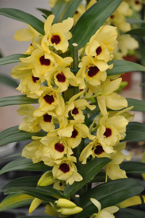 Yellow Dendrobium Nobile