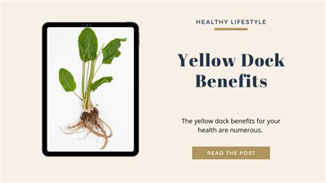 Unlock The Secret To A Radiant Complexion: Discover The Amazing Yellow Dock Root Benefits For Skin!