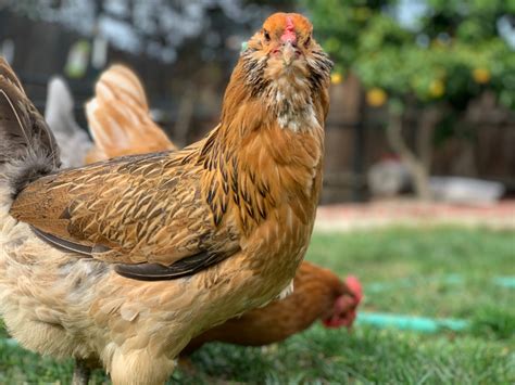 Yellow Easter Egger