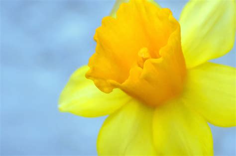 Yellow Flower Easter