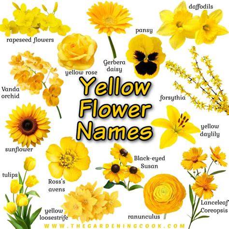 Yellow Flowers