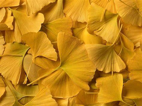 Yellow Ginkgo Leaves