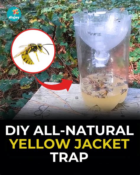 Protect Your Loved Ones from Yellow Jacket Attacks with These Easy, Cost-Effective DIY Traps