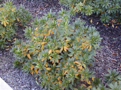 Yellow Leaves On Azaleas