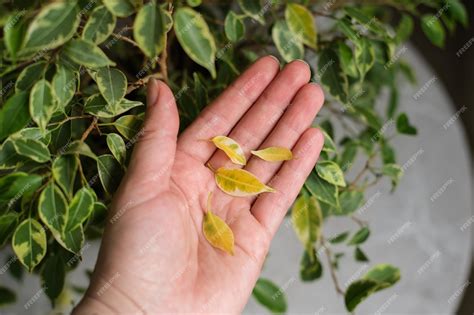 Yellow Leaves On Ficus