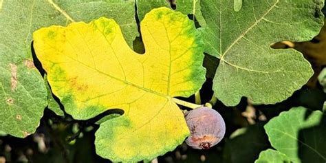 Yellow Leaves On Fig Tree