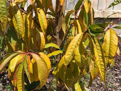 Yellow Leaves On Peach Tree