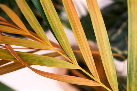 Yellow Palm Tree Leaves